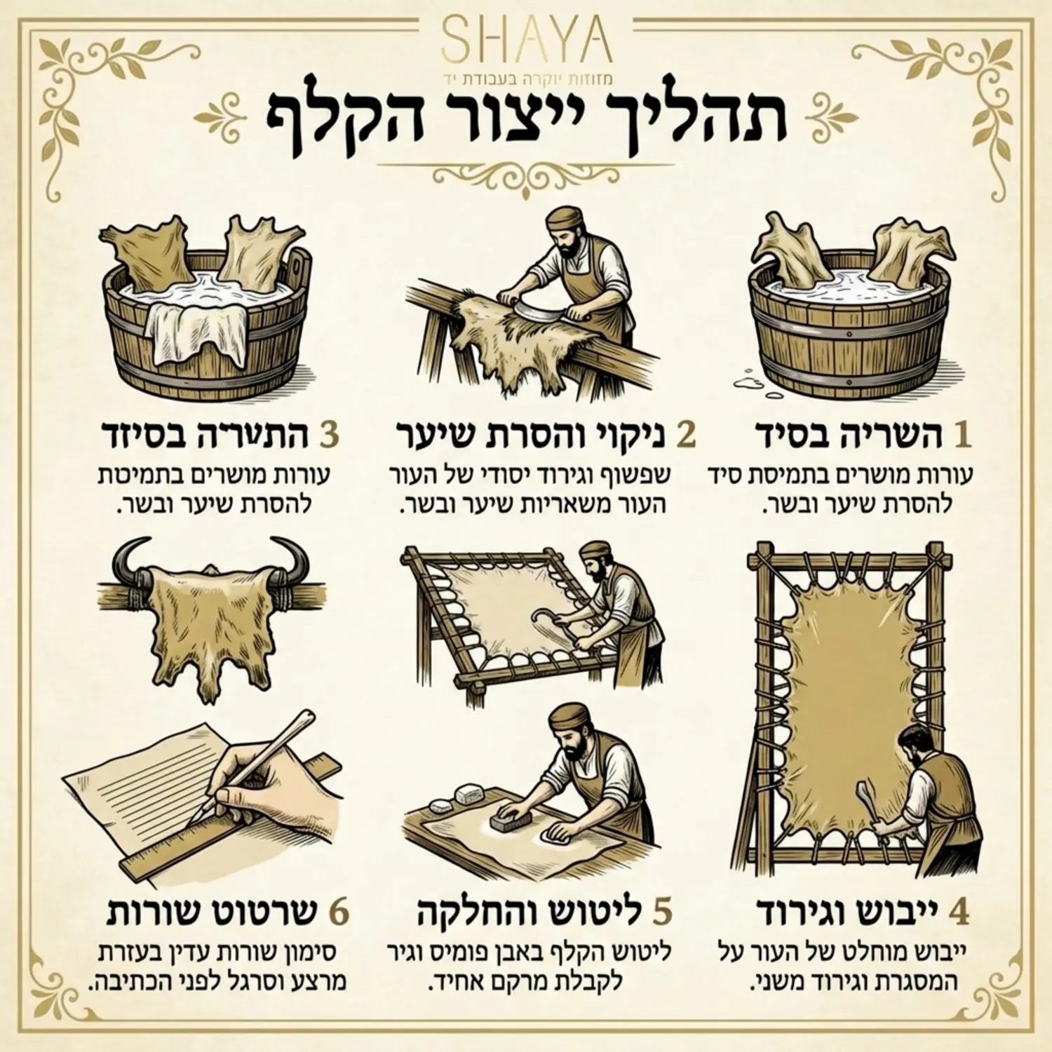 אינפוגרפיקה מפורטת המציגה את שלבי תהליך ייצור הקלף מראשיתו, כולל תהליכי ההשריה בסיד מיוחד, מתיחת העור על מסגרת עץ גדולה, ועד לשלב שרטוט השורות בעזרת מרצע לפני הכתיבה